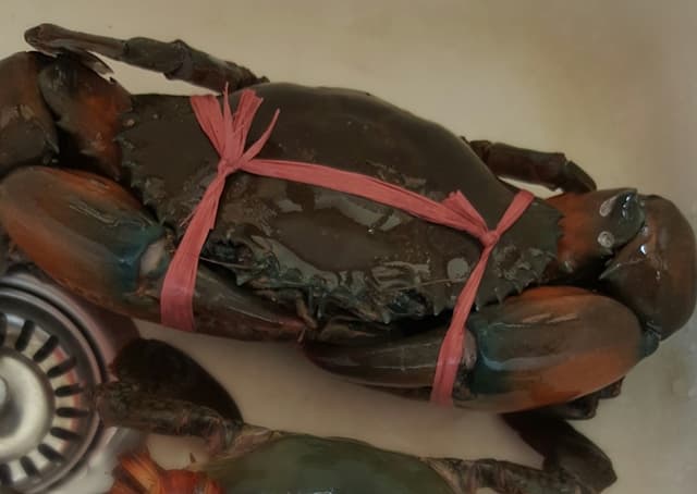cleaning crabs